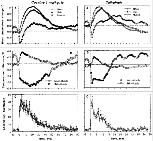 Figure 1. Changes in brain (NAc), temporal muscle and skin temperatures induced by iv injection of cocaine (1 mg/kg) and 3-min tail-pinch in freely moving rats under quiet resting conditions. Top graphs (A) show relative changes in temperatures, middle graphs (B) show changes in NAc-Muscle and Skin-Muscle temperature differentials and bottom graphs (C) show changes in locomotor activity. Filled symbols mark values significantly different from baseline.