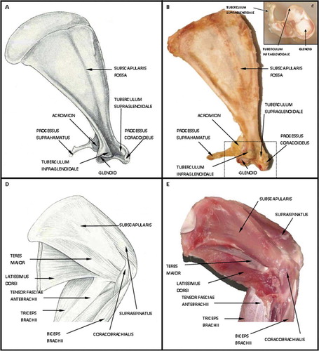 Figure 1. A and B. Schematic drawing and image representing anterior rabbit scapula with musculature and humerus removed demonstrating the bony tunnel of the subscapularis tendon. C. Demonstrates the rabbit scapula on end with an additional view of the bony tunnel. D and E. Schematic drawing and image representing the anterior rabbit scapula with the attached musculature.