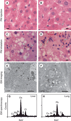 Figure 2.  Examination of PM in liver sections. Following injection of PM, fine particles < 2 μm are observed in the cytosol of hepatic macrophages, primarily Kupffer cells as seen under high power (40X objective) in H&E-stained formalin-fixed sections (A and B; arrows mark PM; bar represents 10 μm). Similar PM was observed in hepatic macrophages following CAPs exposure (C and D; arrows mark PM; bar represents 10 μm). Imaging of glutaraldehyde-fixed sections by electron microscopy also identified electron dense fine PM in both livers (E) and lungs (F) of mice following exposure to ambient CAPs (arrows mark PM; bar represents 2 μm). Electron dispersive spectroscopy of the electron dense intracellular particles revealed sulfur (S), chlorine (Cl), and bromine (Br) in the liver (G) and lead (Pb) and bromine (Br) in the lung (H). The osmium (Os) peaks indicate deposition of osmium tetroxide, which is used to fix membranes. Copper (Cu) peaks are from the copper grid used to mount the tissue section. (Counts = electron counts, KeV = kilovolts.) For each panel, a representative image is shown.
