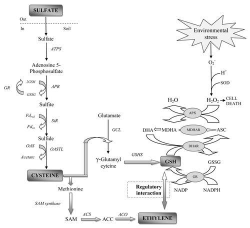 Full Article Cross Talk Between Sulfur Assimilation And Ethylene