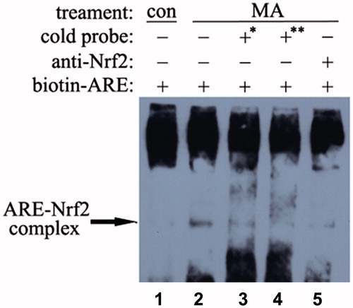 Figure 4. Effects of mangiferin on Nrf2-ARE binding in MNC hUCB cells. The interaction of Nrf2 with ARE was analyzed by EMSA. Lane 1, control cells without stress. Lane 2, cells were treated with 50 μM mangiferin for 4 h, then the nuclear extracts were incubated with biotin-labeled human NQO1-ARE probes. Lane 3 or 4, cells were treated with 50 μM mangiferin for 4 h, then the nuclear extracts were incubated with 170-fold or 340-fold excess of cold probes (unlabeled human NQO1-ARE probes). Lane 5, cells were treated with 50 μM mangiferin for 4 h, after that the nuclear extracts were pre-incubated with 0.4 μg Nrf2 antibodies and then incubated with biotin-labeled human NQO1-ARE probes. The arrow indicates the position of the ARE-Nrf2 complexes. *170-fold excess of cold probes and **340-fold excess of cold probes.