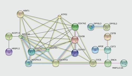 Figure 1. Protein network suggested by STRING (Search Tool for the Retrieval of INteracting Genes/proteins) for the differentially expressed proteins found in the dorsolateral prefrontal cortex of depression patients according to previous findings in the literature. Abbreviations: ACOT1 3, acylCoA thioesterase 13; APOE, apolipoprotein E; ATP51 , adenosine triphosphate 51 ; COX4I1 , cytochrome c oxidase subunit IV isoform 1 ; COX5B, cytochrome c oxidase subunit Vb; COX7A2, cytochrome c oxidase subunit Vila polypeptide 2; CSTB, cystatin B (stefin B); CST3, cystatin 3; CYCS, cytochrome c, somatic; DPYSL2, dihydropyrimidinase-like 2; DPYSL3, dihydropyrimidinase-like 3; HINT1, histidine triad nucleotide-binding protein 1; HRSP12, heat-responsive protein 12; MAP1LC3A, microtubule-associated proteins 1A/1B light chain 3A; NDUFA2, NADH dehydrogenase (ubiquinone) 1 alpha subcomplex subunit 2; NDUFA6, NADH dehydrogenase (ubiquinone) 1 alpha subcomplex subunit 6; NDUFA13, NADH dehydrogenase (ubiquinone) 1 alpha subcomplex subunit 13; NDUFS2, NADH dehydrogenase (ubiquinone) Fe-S protein 2; UQCRFS1 , Ubiquinol-cytochrome c reductase, Rieske iron-sulfur polypeptide 1