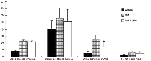 Figure 1. Effect of uPA on blood glucose, serum creatinine, urine protein, and kidney weight of rats in control, diabetic rats (DM), and diabetic rats treated with uPA (DM + uPA) group. *p < 0.01, compared with control group. Δp < 0.01, compared with diabetic rat group.