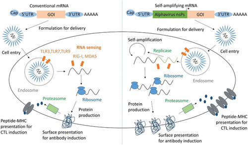 Figure 1. Protein production of saRNA and mRNA in antigen-presenting cells. Taken from [Citation9] under the terms of the Creative Commons Attribution License (CC BY).