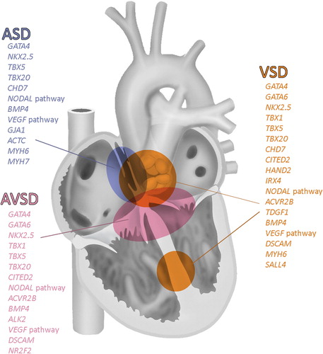 Figure 5. Overview of genes involved in cardiac septation. Modified after (Citation2).