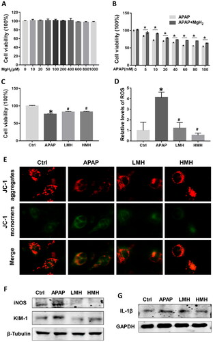 Figure 3. MgH2 alleviates APAP-induced cytotoxicity, oxidative stress, mitochondrial dysfunction and inflammation in HK-2 cells.(A-C) HK-2 Cell viability was detected by CCK-8 assay. (A) HK-2 cells was administered with different concentrations of MgH2 (10, 20, 50, 100, 200, 400, 600, 800 and 1000 μM); (B) HK-2 cells was administered with different concentrations of APAP (5, 10, 20, 40, 60, 80, 100 mM) with or without MgH2 (0.4 mM); (C) HK-2 cells was administered with APAP (10 mM) with or without MgH2 (0.2, 0.4 mM).(D) The ROS level in HK-2 cells was determined by DCFH-DA.(E) The mitochondrial function of HK-2 cells was assessed by JC-1 staining.(F, G) The protein expressions of iNOS, KIM-1 and IL-1β in HK-2 cells were detected by western blotting.The results were expressed as mean ± SEM. Statistical comparisons were performed using t-test (*p < 0.05 vs. APAP group) or Newman–Keuls test (*p < 0.05 vs. Control group, #p < 0.05 vs. APAP group).