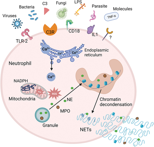 Figure 2. Mechanisms of NETosis. Exogenous microorganisms (such as bacteria, fungi, viruses, etc.) and immune complexes activate neutrophils by stimulating receptors on the cell membrane, such as TLR2, C3R, IL-1, CD18. Activated neutrophils induce the release of Ca2+ from the endoplasmic reticulum. Intracellular Ca2+ efflux activates protein kinase signaling to stimulate NADPH oxidase to produce ROS, which trigger a MPO pathway. MPO-mediated oxidative activation of NE is required for NE to degrade the actin cytoskeleton in the cytoplasm. MPO and NE subsequently translocate to the nucleus, causing nuclear membrane disruption and chromatin decondensation. The generated NETs are directly released into the cytoplasm, and the rupture of the plasma membrane leads to the release of NETs to the extracellular space and neutrophil death. C3, complement 3; C3R, complement 3 receptor; IL1, interleukin 1; LPS, lipopolysaccharide; MPO, myeloperoxidase; NADPH, nicotinamide adenine dinucleotide phosphate; NE, neutrophil elastase; NETs, neutrophil extracellular traps; ROS, reactive oxygen species; TLR-2, toll-like receptor 2; TNF-α, tumor necrosis factor-α.