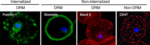Figure 2.  Selective uptake of a subset of erythrocyte DRM proteins into the PVM. Immunofluorescence assays demonstrated that some DRM proteins (i.e., flotillin-1) are strongly recruited to the vacuolar membrane, whereas other DRM proteins (i.e., stomatin/band 7) are excluded from the PVM. The integral membrane protein, band 3, which is a major constituent of erythrocyte DRMs, does not enter the PVM. Further, non-DRM proteins do not traffic to the PVM (i.e., CD47). Cumulatively, the data suggests that malarial invasion and vacuole formation involves an active mechanism to sort host raft proteins that enter the vacuolar membrane. The nuclei were visualized by Hoechst DNA staining. Diameter of erythrocytes ∼7 µm. Adapted from Murphy and Samuel Citation[11] with permission from Blood. This Figure is reproduced in color in Molecular Membrane Biology online.