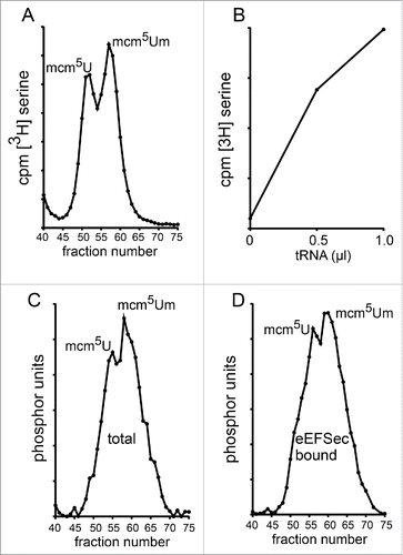Figure 1. Analysis of Sec-tRNA[Ser]Sec isoforms by RPC-5 chromatography. (A) Purified [3H]Ser-tRNA[Ser]Sec was resolved into the 2 characteristic isoform peaks by RPC-5 column chromatography. Fractions were analyzed by scintillation counting. (B) Sec-tRNA[Ser]Sec purified by EEFSEC affinity was aminoacylated in vitro with [3H]Ser as described in the experimental procedures. Total liver tRNA (C) or tRNA eluted from anti-FLAG beads loaded with FLAG-EEFSEC (D) was applied to an RPC-5 column and tRNA[Ser]Sec was detected in fractions by dot blot hybridization with a [32P] labeled probe.