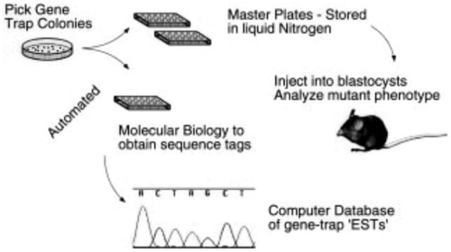 Figure 3. A flowchart for the large-scale acquisition storage and cataloguing of gene traps in mouse ES cell lines.