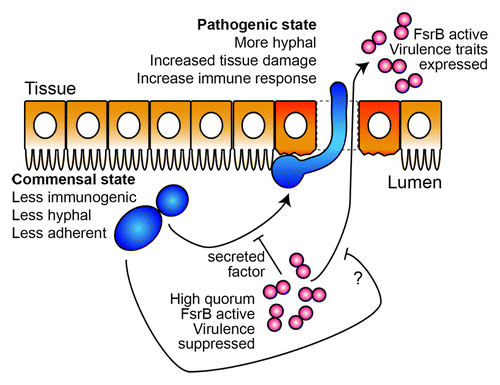 Figure 2. A speculative model for Candida-Enterococcus interactions in the gut. In the worm gut, C. albicans transitions from a commensal mode characterized by yeast-form growth to an invasive, hyphal and pathogenic state. This transition is inhibited by the presence of E. faecalis through molecule(s) secreted in an FsrB-dependent manner, thus maintaining the commensal association with the host. Likewise, mono-infection with E. faecalis imposes significant gut pathology, which is reduced in the presence of C. albicans through an unknown mechanism. In the mammalian gut, the work from Hufnagel and colleagues suggests that these two species also promote a commensal association with the host which we speculate can be disrupted by changes to microbe or host factors leading to infection. C. albicans cells are shown in blue, E. faecalis in red, and gut epithelial cells in orange.