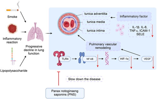 Figure 9. Schematic diagram of PNS’s molecular mechanism in alleviating COPD by regulating the TLR4/NF-κB/HIF-1α/VEGF pathway.