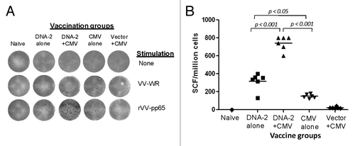 Figure 9. IFN-gamma producing T cell response specific to pp65 antigen. Detection of pp65-SCs producing IFN-gamma measured by ELISpot assay (A) and enumeration of pp65-SCs (B). Representative example of spots generated to VV-pp65 in four groups of mice immunized with 3x DNA-2 alone (pp65/pp150/IE1.4), 2x DNA-1 plus CMV, 3x CMV-alone and 2x vector alone plus 1x CMV. Splenocytes from naïve mouse were used as negative control. The mean numbers of antigen-specific spot forming cells after background subtraction of control wells with no antigen were plotted (B). Experiments were conducted in triplicate. The student T test was used to compare frequencies between groups and p values are depicted in the panel.
