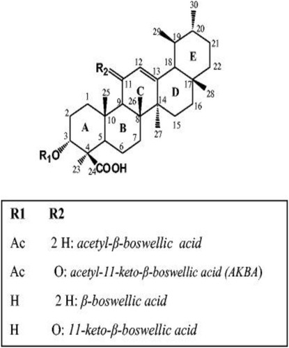 Figure 4 The chemical structure of AKBA and other major bioactive triterpenoids isolated from Boswellia carterii oleo-gum resin.