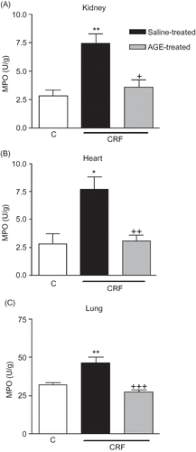 Figure 1. Myeloperoxidase (MPO) activity in the (A) kidney, (B) heart, and (C) lung tissues of sham-operated control, and saline- or aqueous garlic extract (AGE)-treated chronic renal failure (CRF) groups.Notes: *p < 0.05, **p < 0.01; compared to control group.+p < 0.05, ++p < 0.01, +++p < 0.01; compared to saline-treated CRF groups.