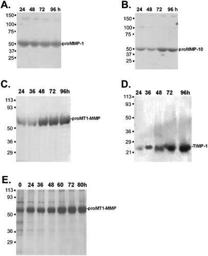 Figure 1. Immunoblots showing expression of(A) MMP‐1; (B) MMP‐10; (C) MT1‐MMP; and (D) TIMP‐1 in cell culture media of cell‐cell activated fibroblasts at the indicated time points. (E) Expression of MT1‐MMP in spheroid lysates at the indicated time points.