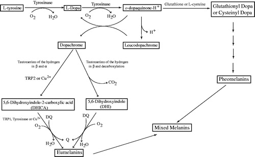 Figure 1 Scheme of the biosynthetic pathway of eumelanins and pheomelanins. The activities of tyrosinase are indicated in the scheme. Moreover, the enzyme can oxidize DHICA to its o-quinone directly, or it can oxidize DHICA and DHI indirectly via the formation of o-dopaquinone. TRP2 (dopachrome tautomerase) or Cu2+ can participate in the evolution of dopachrome to DHICA. The oxidation of DHICA can be catalyzed by TRP1, (DHICA oxidase), tyrosinase or Cu2+. When glutathione or L-cysteine attack o-dopaquinone, glutathione-dopa or cysteinyl-dopa adducts are formed and these later evolve to pheomelanins Citation67.