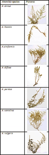 Figure 1.  Images of tested Artemisia species.