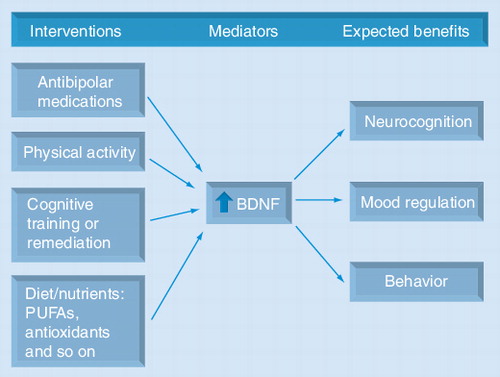 Figure 3. BDNF as a common mediator of the potential benefits that may be obtained with multimodal interventions in bipolar disorder.Several pharmacological agents used to treat bipolar disorders, such as mood stabilizers, antidepressants and atypical antipsychotics, increase BDNF levels. Interventions on lifestyle-related factors, such as regular physical exercise and diet/nutrition, also increase neurotrophins. In addition, the neurocognitive benefits derived from psychosocial interventions, such as cognitive training or remediation, are thought to be mediated by neurotrophins. These strategies may have synergistic effects. Multitargeted interventions that increase BDNF and other neutrophins may maximize neurogenesis/neuroprotection, and as a result potentially improve mood, neurocognitive functioning and mental health. The expected benefits from each intervention may be different, but in all instances BDNF would be a putative key mediator.BDNF: Brain-derived neurotrophic factor; PUFA: Polyunsaturated fatty acid.