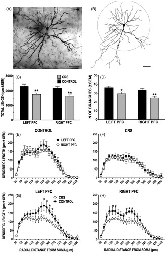 Figure 3. (A–H) Effect of CRS on apical dendritic morphology of callosal neurons. (A and B) Photomicrograph of LY-filled callosal neuron in layer II/III of IL-PFC (A) and resulting computer-assisted morphometric reconstruction (B). Scale bars = 50 μm. The apical dendritic tree points downward toward the midline. The dashed circle delineates the 150 μm boundary between the proximal and distal extents of the apical arbor. (C and D) CRS significantly decreased length (C) and branching (D) of apical dendrites in both the left and the right PFC. (E–H) There was no difference in length at any radial distance between left and right callosal neurons in either control (E) or CRS (F) animals. CRS decreased the length of distal dendrites in the left PFC (G), while in the right PFC both proximal and distal dendritic lengths were reduced (H). In this and subsequent figures, *p < 0.05, **p < 0.01, versus unstressed controls.
