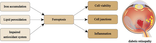 Schematic diagram of potential pathways leading to DR caused by ferroptosis. Characteristic manifestations of DR in the retina include haemorrhage, hard exudation, angiogenesis, and neurodegeneration. Iron accumulation, lipid peroxidation, and impaired antioxidant defence systems induced ferroptosis in diabetic retinopathy, resulting in compromised retinal cell viability, disrupted cell-to-cell junctions, and elicited inflammatory responses.