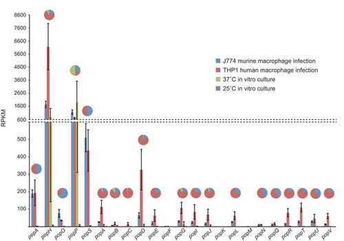 Figure 5. Aspartyl protease genes show specific, differential expression patterns.Gene expression profiles for the pepA and pop genes during in vitro and ex vivo growth are shown based on RPKM. The in vitro conditions were vegetative growth in the hyphal form at 25 ̊C and yeast form at 37 ̊C in BHI medium after four and six days, respectively. The ex vivo conditions were growth in the yeast form inside murine J774 and human THP-1 macrophages for 24-h. The pie charts depict a proportional representation of the expression under each condition for each gene. Dashed line denotes a change in the y-axis scale.