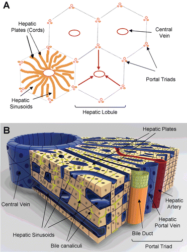 Figure 1.  Representation of histotypic liver microstructure. (A) Diagram of the basic hepatic lobule and acinus substructure showing the relative direction of blood flow from portal triads towards the central veins (red arrows). (B) Diagram illustrating the three-dimensional architecture of the liver between a portal triad and the central vein. The networks of bile canaliculi (yellow-green) run parallel and counter to the blood flow through the sinusoids.