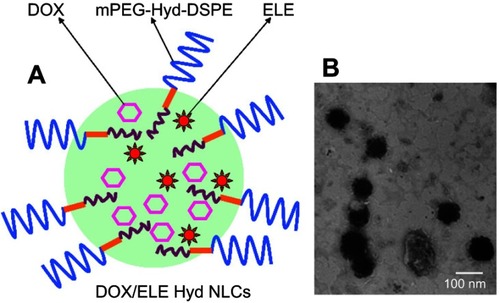 Figure 1 Scheme graph (A) and TEM image (B) of doxorubicin and β-elemene co-loaded, pH-sensitive nanostructured lipid carriers (DOX/ELE Hyd NLCs).