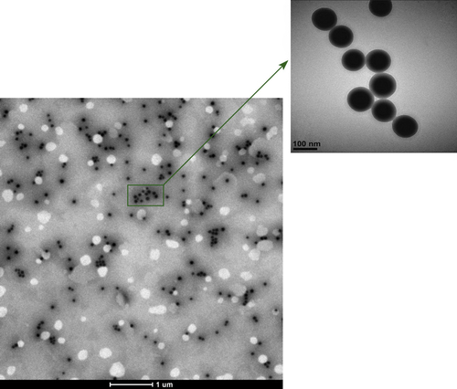 Figure 3. TEM images of PEI-coated silica nanoparticles.