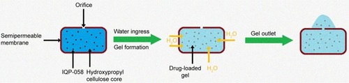 Figure 6 Mechanism of drug release from osmotic release tablets.