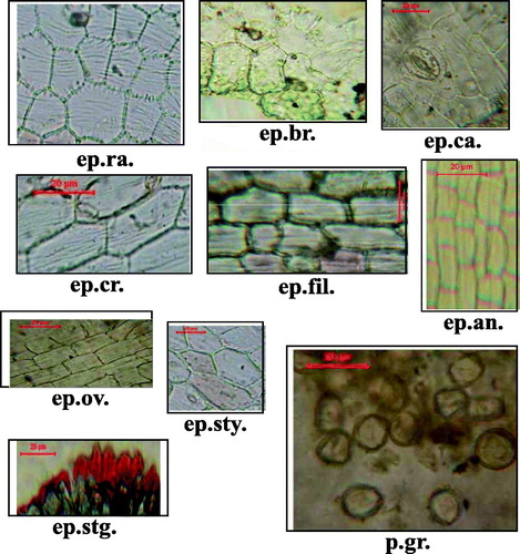 Figure 8. Powdered inflorescence of Mentha suaveolens Ehrh. ep.an, epidermis of anther (X = 650); ep.br, epidermis of bract (X = 433); ep.ca, epidermis of calyx (X = 450); ep.cr, epidermis of corolla (X = 775); ep.fil, epidermis of filament (X = 650); ep.ov., epidermal cells of the ovary (X = 375); ep.ra, epidermis of rachis (X = 450); ep.stg., epidermal cells of the stigma (X = 450); ep.sty., epidermal cells of the style (X = 525); f.l., fibrous layer of anther (X = 650); gl.t., glandular trichomes (X = 433); m.r., medullary ray (X = 550); n.gl.t., non-glandular trichomes (X = 433); p.gr., pollen grains (X = 650); pal., palisade cells (X = 400); v.o.dp., volatile oil droplets (X = 300); w.f., wood fibers (X = 233); w.p., wood parenchyma (X = 500); x.v., xylem vessel (X = 750).