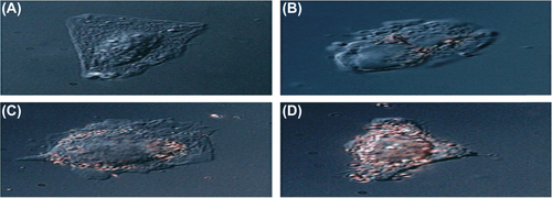Figure 11. Images of nanoparticle–peptide complexes incubated with HepG2 cells for 2 h. Complexes were: A) nuclear localization peptide, B) receptor-mediated endocytosis peptide, C) adenoviral fiber protein, and D) both nuclear localization and receptor-mediated endocytosis peptides.