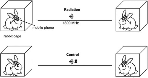 Figure 1. The setup of radiation exposure of mobile phones to the rabbits.
