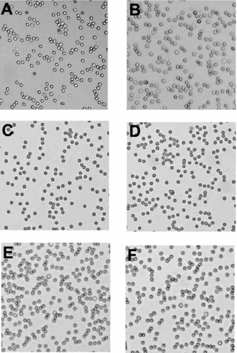 Figure 3 Microscopic evaluation of agglutination of PEGylated RBCs in the presence of anti-A (A, C & E) and anti-D (B, D and F). RBCs are PEGylated by (A & B) imnothiolane-thiolation mediated PEGylation using Mal-Phe-PEG-5000 in step-1 and Mal-Phe-PEG-20000 in step-2, (C & D) DTSSP-thiolation mediated PEGylation using Mal-Phe-PEG-5000 in step-1 and Mal-Phe-PEG-20000 in step-2 (E & F) acylation chemistry mediated PEGylation using SPA-PEG-5000 in step-1 and SPA-PEG-20000 in step-2.