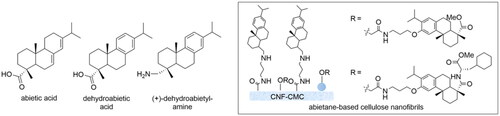 Figure 1. Antibacterial coniferous diterpenes and their nanocellulose surfaces.