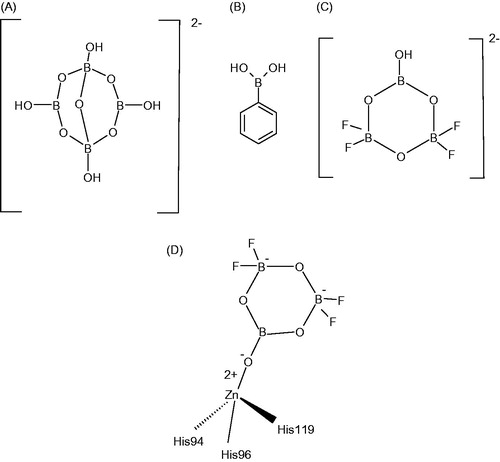 Figure 1. Structures of tetraborate (as [B4O5(OH)4]2− ion) (A); phenylboronic acid (B); trioxohydroxytetrafluorotriborate (C) and proposed binding of the last anion to the Zn(II) ion from the α-CA active site (D).