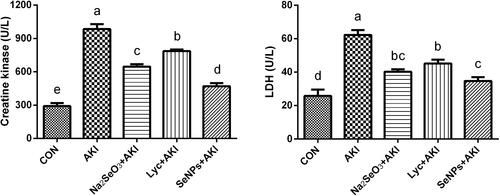 Figure 2 The effect of lycopene coated selenium nanoparticles (LYC-SeNPs) on the rhabdomyolysis related parameters in glycerol-induced AKI model in rats. Data are expressed as mean ± SEM, n = 7. The statistical difference between groups was estimated using Duncan’s post-hoc test at P < 0.05. Bars that do not share same letters (superscripts) are significantly different from each other (p < 0.05).