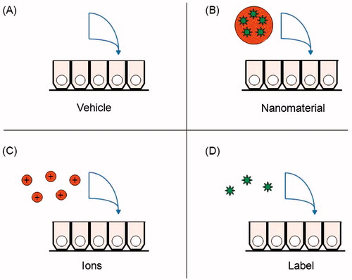 Figure 1. Control treatments for in vivo, ex vivo and in vitro nanomaterial digestion and absorption assays. (A) Background levels of the nanomaterial in the model should be measured in a control well receiving the vehicle components. (B) The controls are compared with the nanomaterial treatment group. (C) If a fraction of the nanomaterial surface dissolved in simulated gastrointestinal fluids, that concentration of ions can be administered alone, to determine if the ions are responsible for any absorption. (D) If the label dissociated from the nanomaterials in simulated gastrointestinal fluids, that concentration of label can be administered alone, to control for false positives from its absorption.