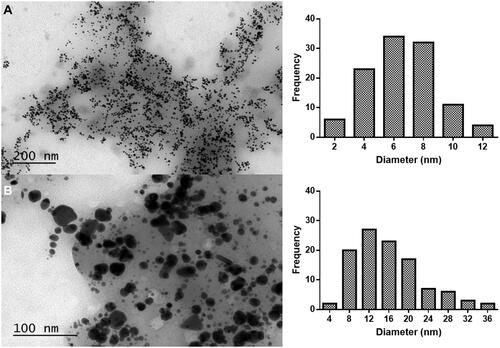 Figure 2 Low magnification TEM images of gold nanoparticles synthesized with (A) 0.2 g/mL and (B) 0.1 g/mL of C. tamariscifolia extract and 0.4 mM of gold, and their corresponding size distribution histogram.