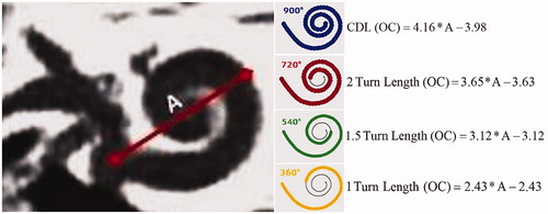 Figure 45. Mathematical equations to estimate the CDL along the organ of Corti (Image courtesy of MED-EL).
