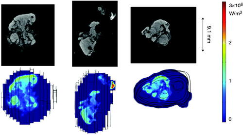 Figure 5. Greyscale microCT image slices (top panels) and the SAR distribution in the COMSOL software (bottom panels).