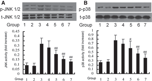 Figure 3.  DTD serum inhibited the TNF-α induced activation of JNK (A) and p38 (B). Cells were pretreated with DTD serum for 6 h and then co-treated with 200 U/mL TNF-α for 15 min. Cells were extracted and protein levels were determined by Western blot. DTD serum inhibited phosphorylation of JNK and p38. (A) The cells were pretreated with DTD serum (5%, 10%, 20%, 6 h), SP600125 (20 µM, 30 min) and then co-treated with TNF-α. (1) control group, (2) control serum group, (3) TNF-α group, (4) 5% DTD serum group, (5) 10% DTD serum group, (6) 20% DTD serum group, (7) SP600125 group. (B) The cells were pretreated with DTD serum (5%, 10%, 20%, 6 h), SB203580 (10 µM, 30 min) and then co-treated with TNF-α. (1) control group, (2) control serum group, (3) TNF-α group, (4) 5% DTD serum group, (5) 10% DTD serum group, (6) 20% DTD serum group, (7) SB203580 group. The band intensities were assessed by scanning densitometry. Data are presented as means ± S.D. of three independent experiments. One-way analysis of variance was used to compare the multiple group means followed by Newman–Keuls test (*p < 0.05, **p < 0.01, vs. control group; #p < 0.05, ##p < 0.01, vs. TNF-α group).