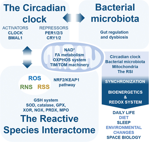 Figure 5. The interplay between the circadian clock, the gut microbiota and mitochondria-RSI axis. BMAL1, brain and muscle ARNT-like 1; CLOCK, circadian locomoter output cycles kaput; CRY1/2, cryptochrome1/2; FA, fatty acid; GPX, glutathione peroxidase; KEAP1, kelch-like ECH-associated protein 1; MPO, myeloperoxidase; NAD, nicotinamide adenine dinucleotide; NRF2, nuclear factor E2-related factor 2; OXPHOS, oxidative phosphorylation; PER1/2/3, period 1/2/3; RNS, reactive nitrogen species; ROS, reactive oxygen species; RSS, reactive sulfur species; SOD, superoxide dismutase; TIM, IM translocase complexe; TOM, OM translocase complex; XOR, xanthine oxidoreductase.