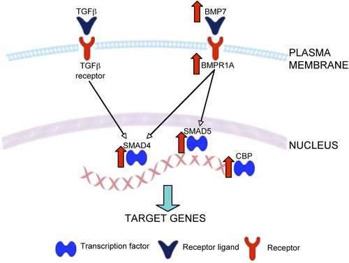 Figure 3. Representative diagram of TGF-β and BMP signaling pathways. Both TGF-β and BMP7 activate SMAD4 and CREB-binding protein, a transcription co-activator of SMAD, leading to the transcription of target genes that influence extracellular matrix composition, apoptosis, and synaptic/cytoskeletal plasticity. BMPR1A = bone morphogenetic protein receptor type IA; CBP = CREB-binding protein; SARA (ZFYVE9) = zinc finger, FYVE domain containing 9; SMAD4 = mothers against decapentaplegic homolog 4. Genes up-regulated in schizophrenia are depicted by red arrows.
