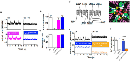 Figure 8. Ca2+-impermeable channel Cav1.2L745P mediates excitation contraction (EC) coupling in cardiomyocytes, and requires intact selectivity filter. (a) Cardiac excitation – contraction coupling triggered by electrical stimulation in the absence (left upper) and presence (right upper) of 8 μM Nif in control intact cardiomyocytes, in cells infected with the Nif-resistant functional α11.2T1066Y subunit (left lower) and the Nif-resistant α11.2L775P/T1066Y mutant, in the presence of 8 μM Nif (right lower). (b) Frequency of Ca2+ transients in the presence and absence of Nif of control cells, and cells infected with α11.2T1066Y or α11.2L775P/T1066Y. Data are shown as means ± SEM and analyzed by a Student’s t test. **p < 0.001 (n = 20). (c) Most of the cardiomyocytes infected with the Nif-resistant α11.2T1066Y (90%) or Nif-resistant α11.2L775P/T1066Y (94%), responded to cell stimulation in the presence of Nif, as compared with 12% of the control cells. (d), Schematic view of the α11.2 subunit of Cav1.2 harboring the T1066Y mutation at IIIS6, providing Nif-resistant, a L745P mutation at IIS6, providing Ca2+-impermeability, and quadruple mutations EEEE/AAAA preventing ion-pore occupancy. (e) Representative 410 nm to 490 nm traces elicited in response to electric stimulation in control cells in the absence (top, left) and presence of 8 μM Nif (top right), α11.2L775P/T1066Y infected cells (bottom left), or α11.2L775P/T1066Y/4A infected cells (bottom right) in the presence of 8 μM Nif. (f) Frequency of depolarization-evoked Ca2+ transients in control and infected cells. Data is shown as means ± SEM and analyzed by a Student’s t test. **p < 0.001 (n = 20). Adapted from ref [Citation21].