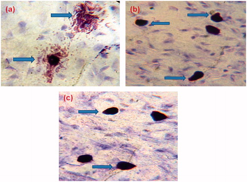 Figure 3. Intact and degranulated mast cells in the intestinal mesenteric tissues of (a) disease control, (b) positive control and (c) test group (MCD-KV-10) animals.