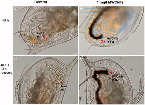 Figure 4. Images of Daphnia magna: not exposed (a, c) and after 24-h incubation with MWCNTs (b, d). Red arrows indicate the gut of Daphnia. Upper panels depict the gut of Daphnia after 24-h incubation and lower panels after transfer of daphnids to artificial freshwater. Note that even after the 24-h recovery in the clean artificial freshwater the gut remained filled with MWCNTs (d). Images were taken with Olympus BX61. Scale bar = 50 μm.