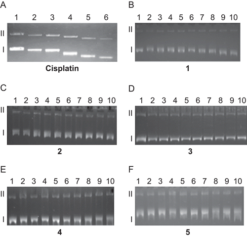 Figure 1.  Electrophoretograms relating to the interaction of pBR322 plasmid DNA with increasing concentration of cisplatin and 1–5. Lane 1 in both electrophoretograms contains untreated pBR322 plasmid DNA to serve as a control. For cisplatin, lane 2: 0.625 µM, lane 3: 1.25 µM, lane 4: 2.5 µM, lane 5: 5 µM, lane 6: 10 µM. For 1–5, lane 2: 0.625 µM, lane 3: 1.25 µM, lane 4: 2.5 µM, lane 5: 5 µM, lane 6: 10 µM, lane 7: 20 µM, lane 8: 40 µM, lane 9: 80 µM, lane 10: 160 µM. Roman numerals I and II indicate form I (covalently closed circular) and form II (open circular) plasmids, respectively.