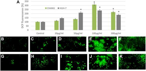 Figure 4 After exposure of La2O3NPs, production of intracellular ROS in CHANG and HuH-7 for 24 hrs (A). Percent of DCF fluorescence intensity and generation of green fluorescence in CHANG and HuH-7 for 24 hrs after exposure of La2O3NPs (B). Control CHANG cells (C). CHANG cells at 20 μg/mL (D). CHANG cells at 50 μg/mL (E). CHANG cells at 100 μg/mL (F). CHANG cells at 300 μg/mL (G). Control HuH-7 cells (H). HuH-7cells at 20 μg/mL (I). HuH-7cells at 50 μg/mL (J). HuH-7cells at 100 μg/mL (K). HuH-7cells at 300 μg/mL. Each value represents the mean ±SE of three experiments. *p < 0.05 vs control.
