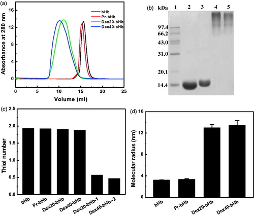 Figure 1. Characterization of the bHb samples. Size exclusion chromatography analysis (a) of the bHb samples was carried out on a Superdex 200 column at room temperature. SDS-PAGE analysis (b) was carried out on a 12% Tris-glycine gel. Lane 1, molecular standards; Lane 2, bHb; Lane 3, Pr-bHb; Lane 4, dex40-bHb; Lane 5, dex20-bHb. The thiol groups of the bHb samples (c) were measured by titration with 4-PDS. Dex20-bHb-1 and dex40-bHb-1 were dex20-bHb and dex40-bHb without protection of Cys-93(β), respectively. Dynamic light scattering analysis (d) of the bHb samples was carried out by a DynaPro Titan TC instrument.